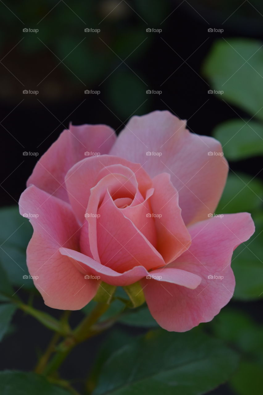Perfect pink rose 
