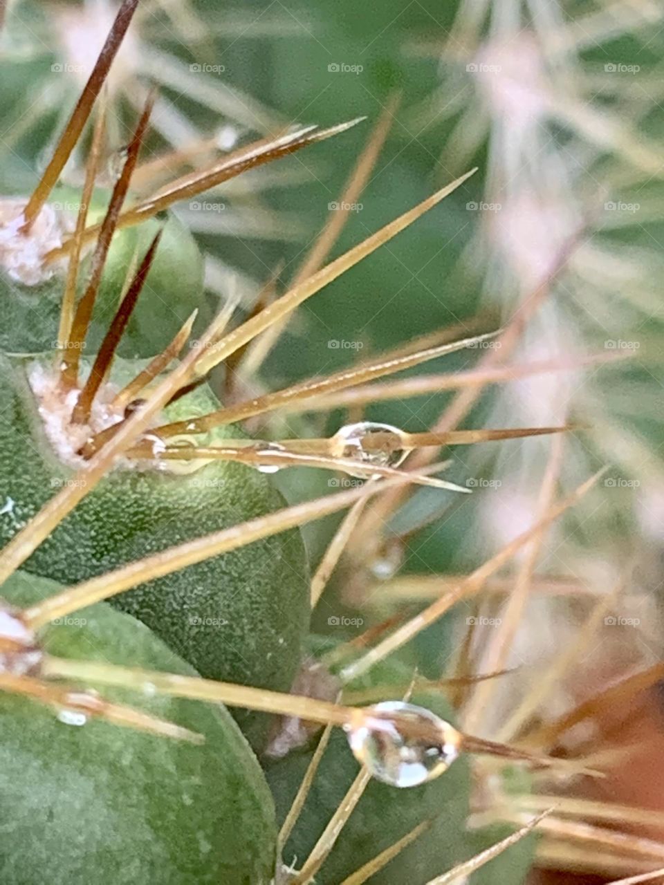 RainWater Drops on The Spines of a Cactus 