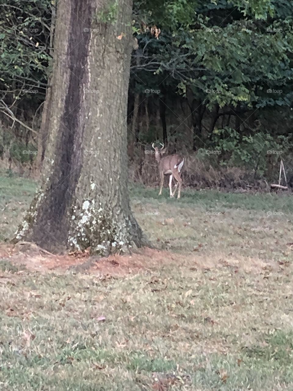 Buck retreating back into the woods 