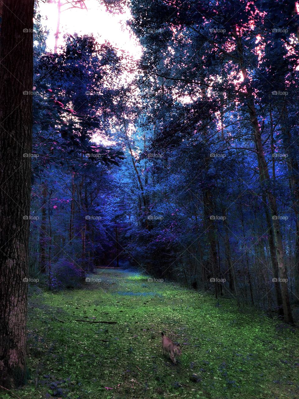 Alone In A Strange Forest