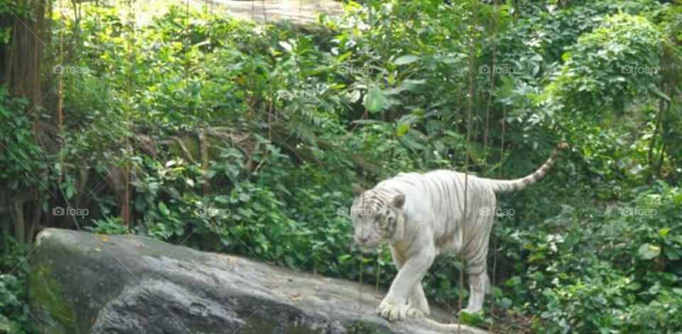 Rare white tiger on the verge of extinction at Singapore zoo.