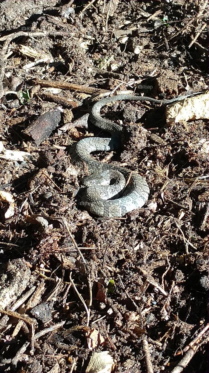 Nature, Ground, Snake, Soil, Environment