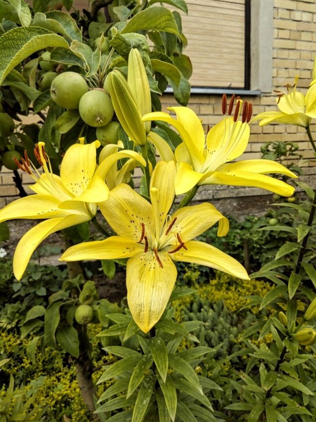 Lily