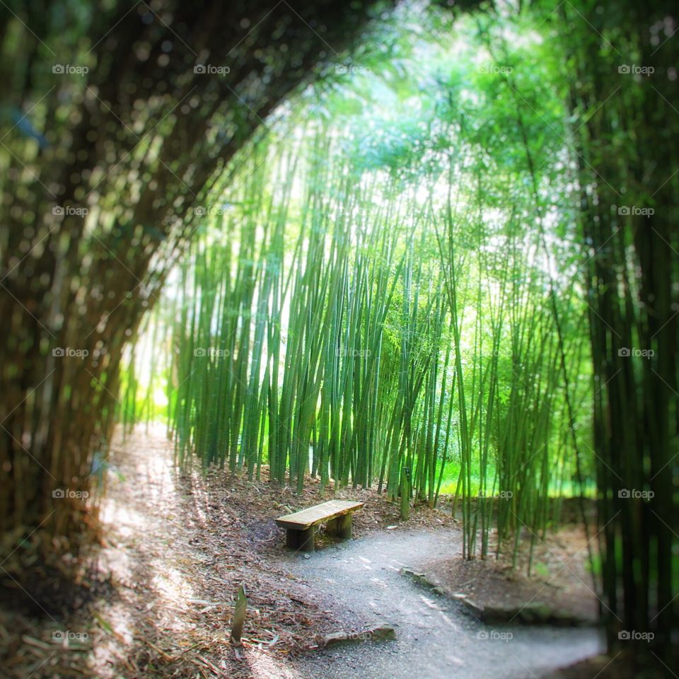 A shady seat in a bamboo garden with a shafts of sunlight bursting through.