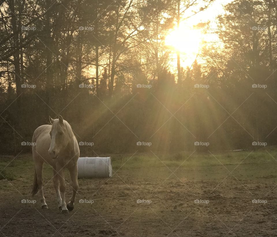 Wrangler and the sunset