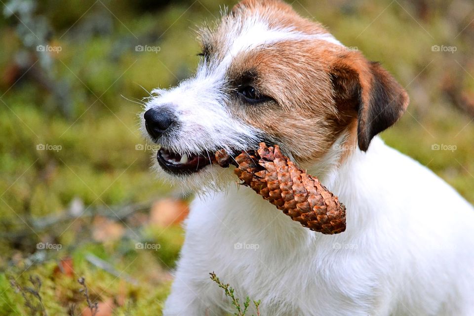 Dog in the forest