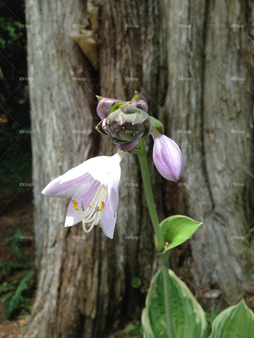 Hosta plant bloom