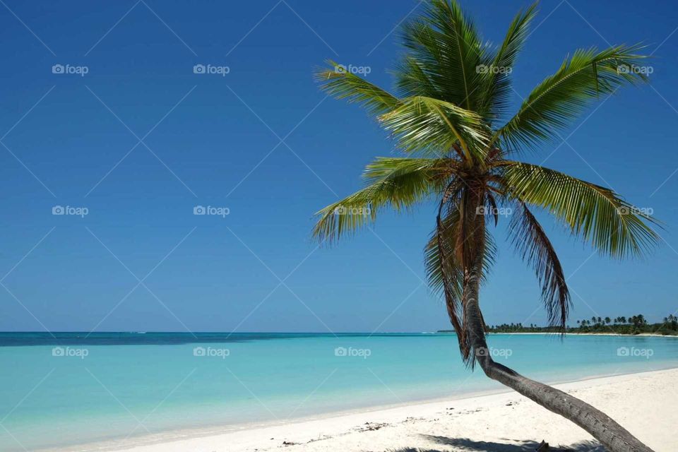 Single palmtree over water. Saona, Dominican Republic.