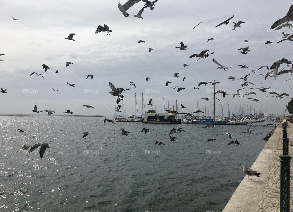 Seagulls flight in harbor 