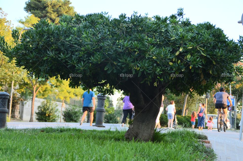 Tree of life🌎♥️