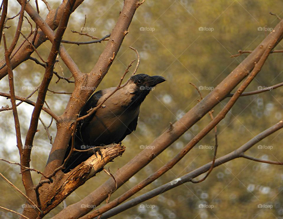 The Crow