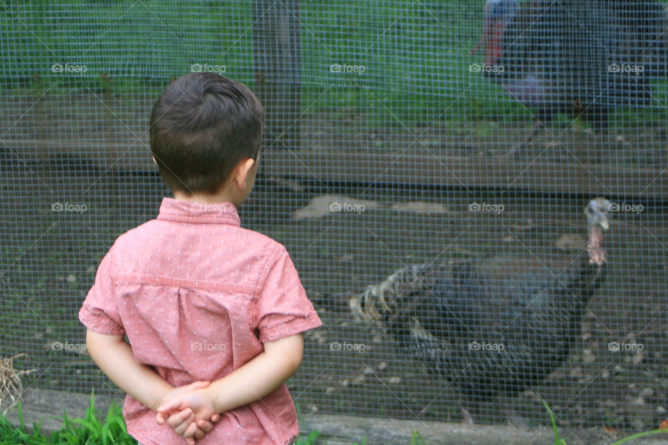 Boy watching turkey and turkey watching boy. 