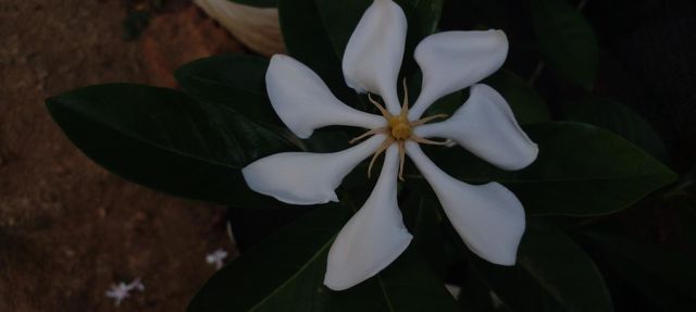 naturelove, white, flower, natural, green, beautiful, evening click, simple, cute
