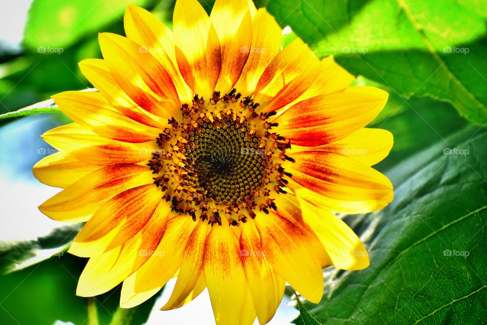 Beautiful sunflower on a summer day in Indiana 