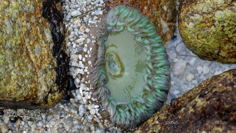 This Sea Anemone in a tide pool looks like a flower when open exposing its green tentacles.