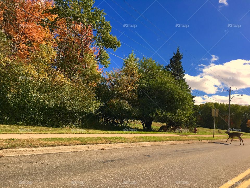 Autumn, and the deer take over the road 