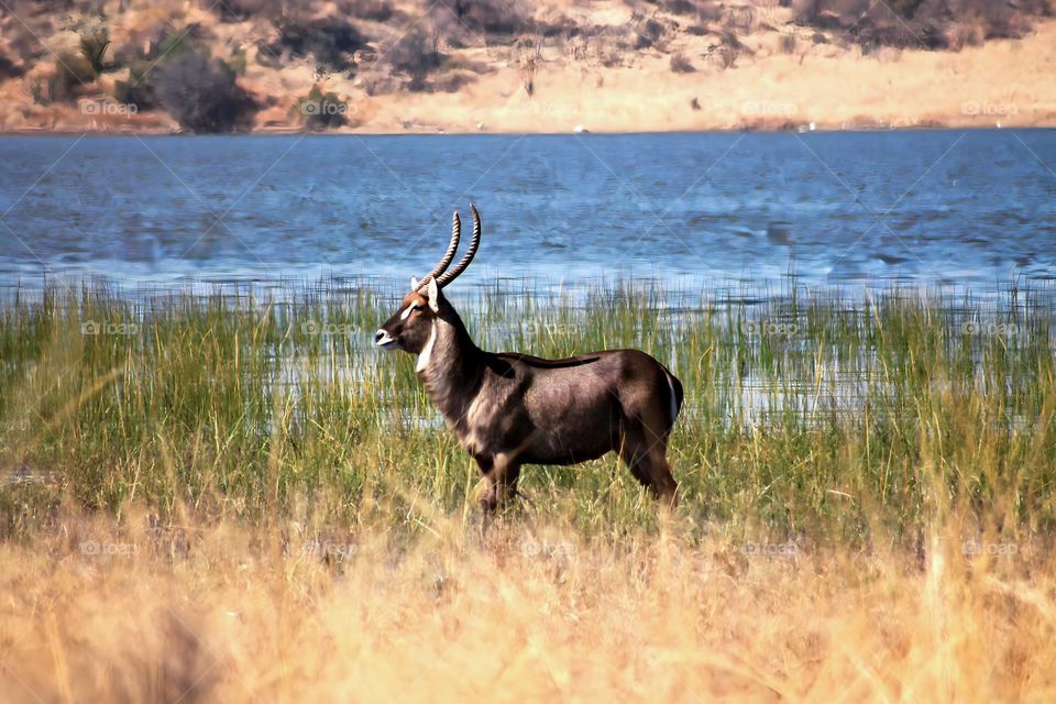 Waterbuck standing on the side of the river