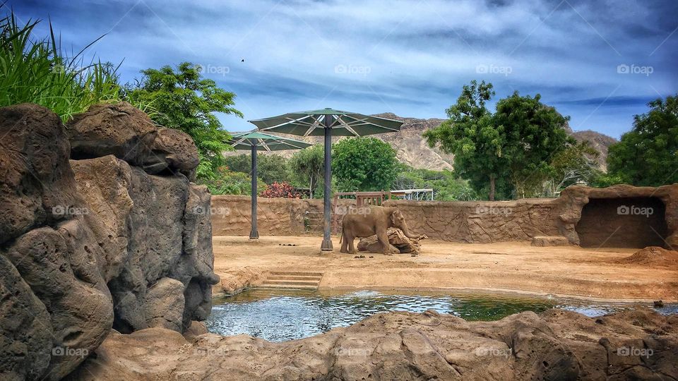 Elephant in Honolulu Zoo