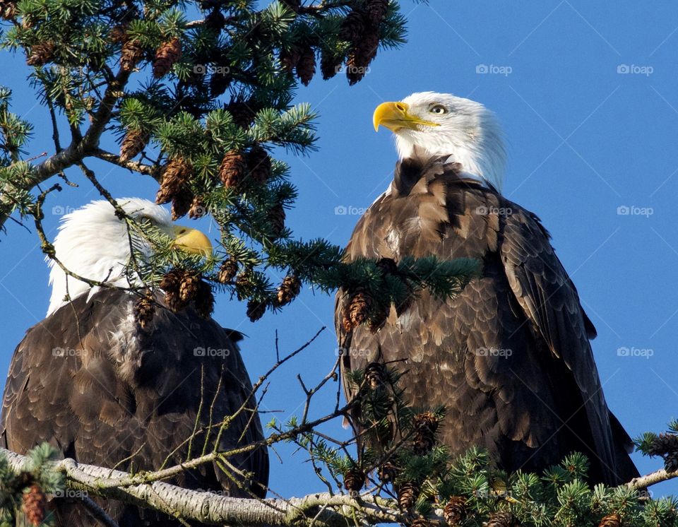 Bald eagles