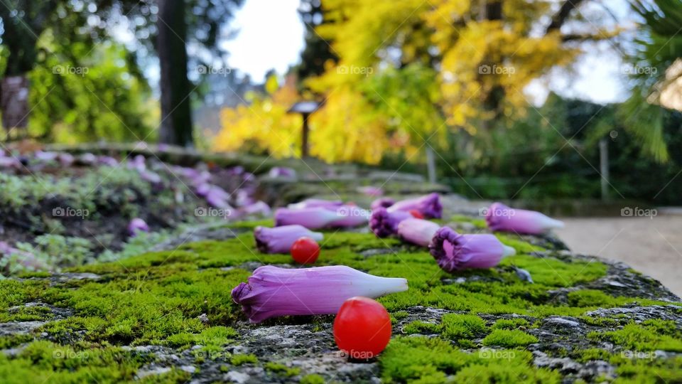 fruits and flowers of the magical forest