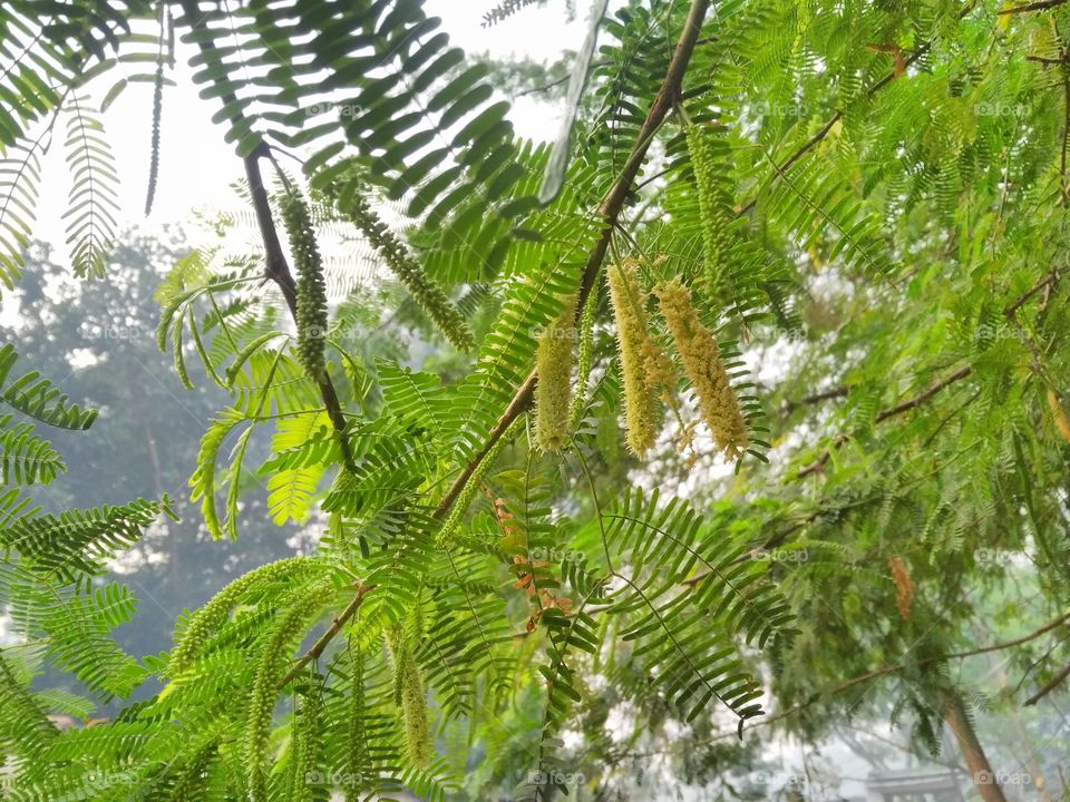 a beautiful tree in the forest.