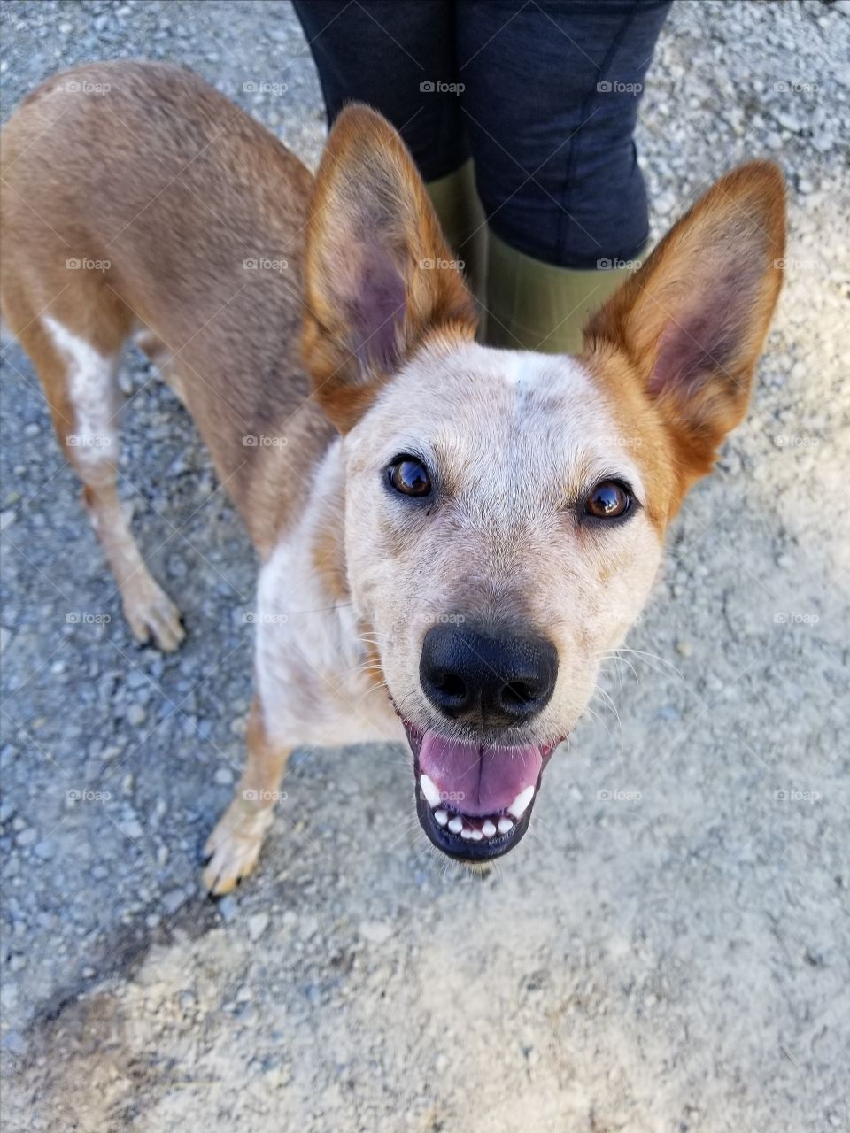 Happy Canine