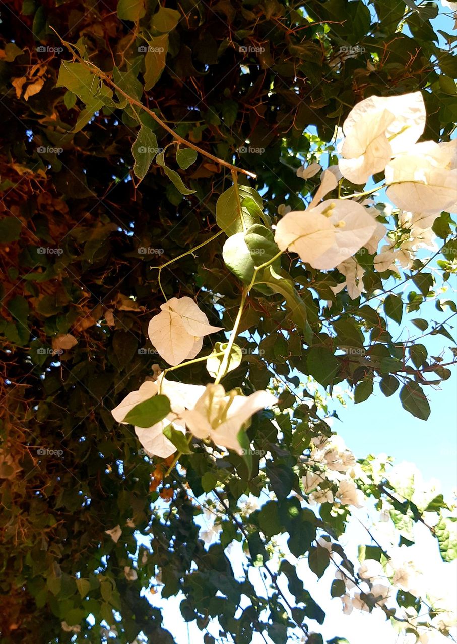 White roses surrounded by vibrant green ones, creating a harmonious contrast, captured in natural light in Casablanca, Morocco, on January 1, 2025.