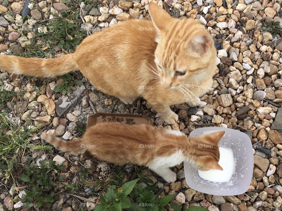 First milk for the kitten surveyed by mother Cat