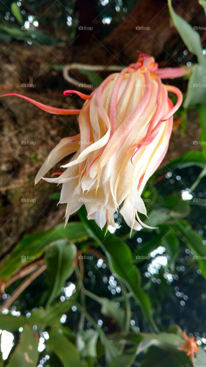 Close-up of flower head
