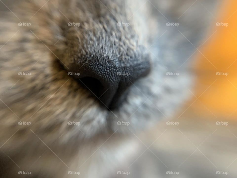 Arguably one of the cutest things found on a cat. It’s nose! It’s a pretty powerful device, too. 