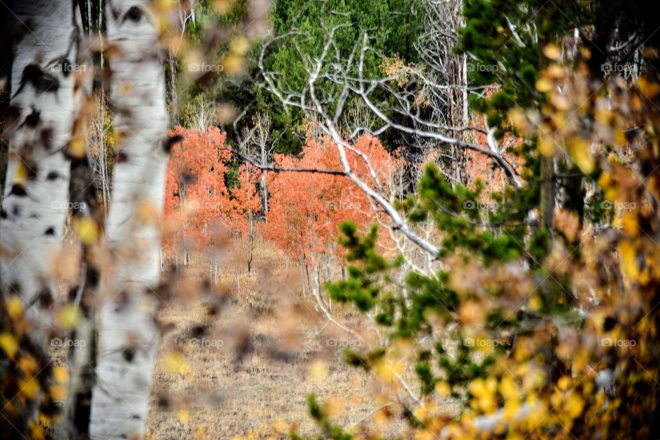 Colors of Fall in Wyoming