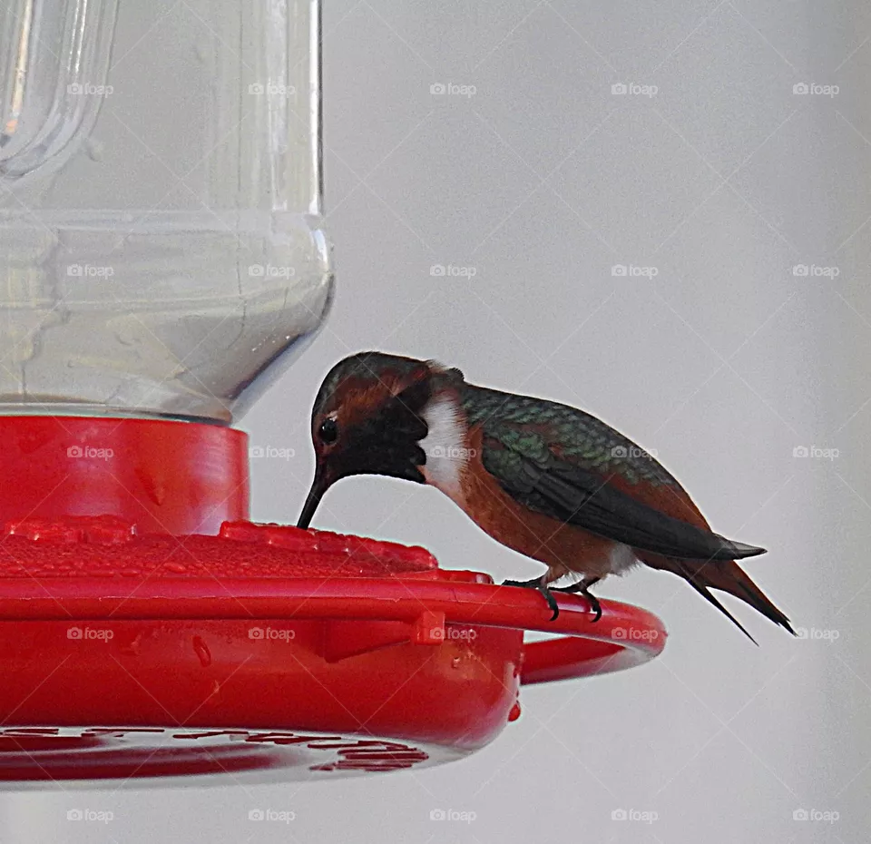 bird