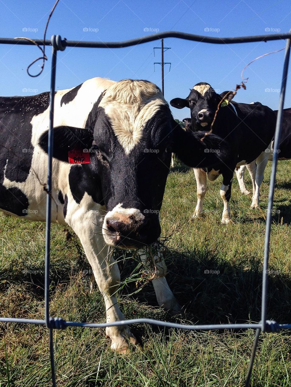 Jersey cow