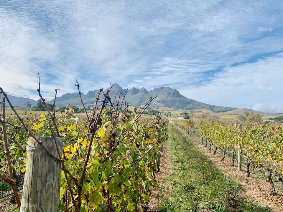 Cape Vineyards