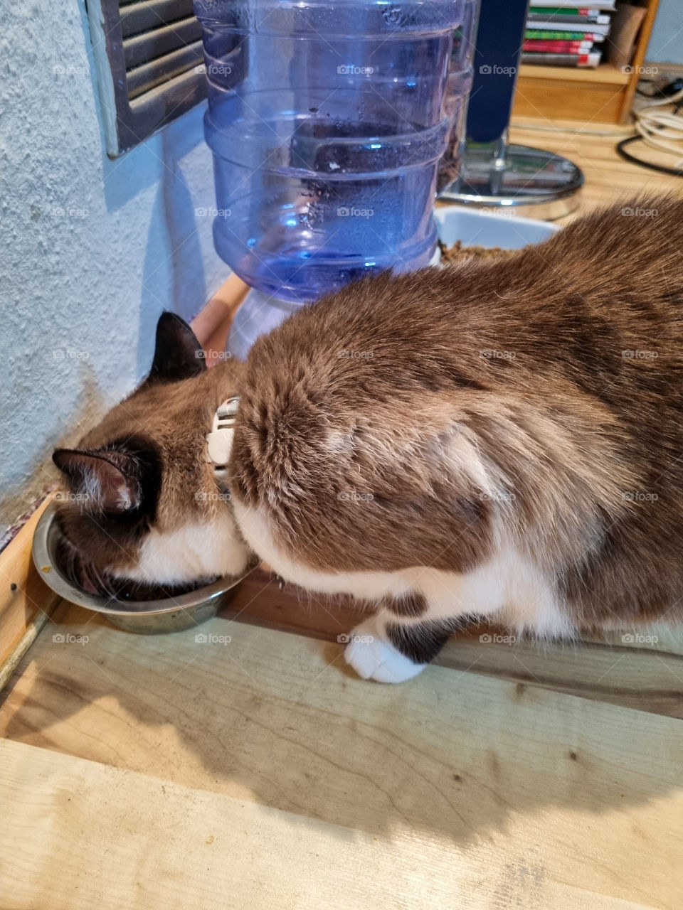 My cute cat enjoy his meal. Casper is 10 years old and he loves wet food more than anything. He always gets excited when he sees me getting his favourite dinner.
