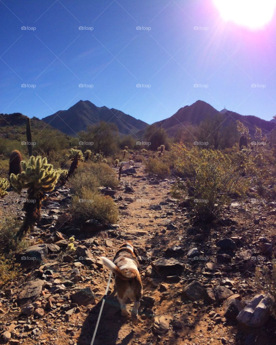 Desert Hiking Dog