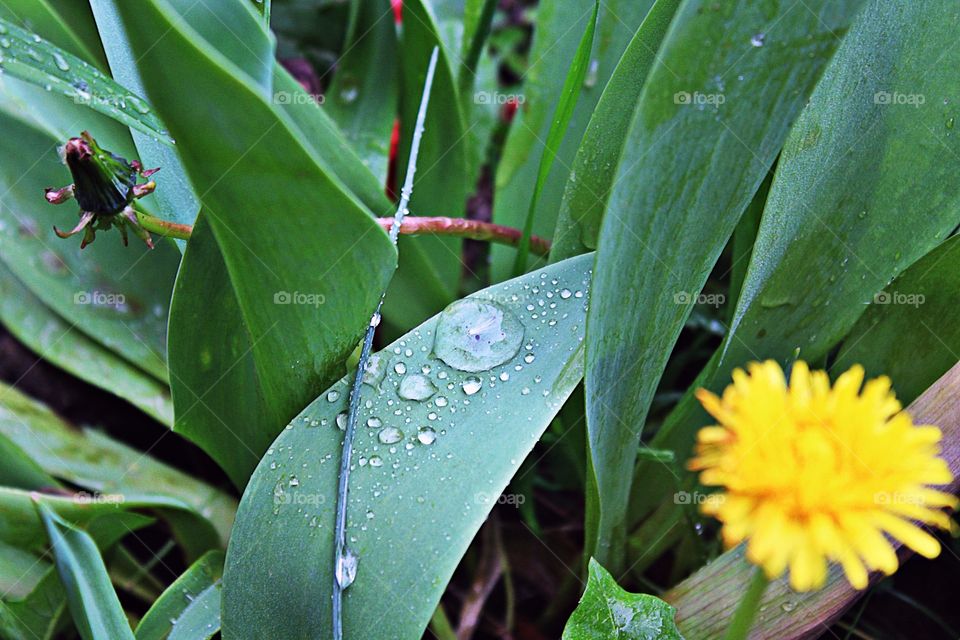 droplets