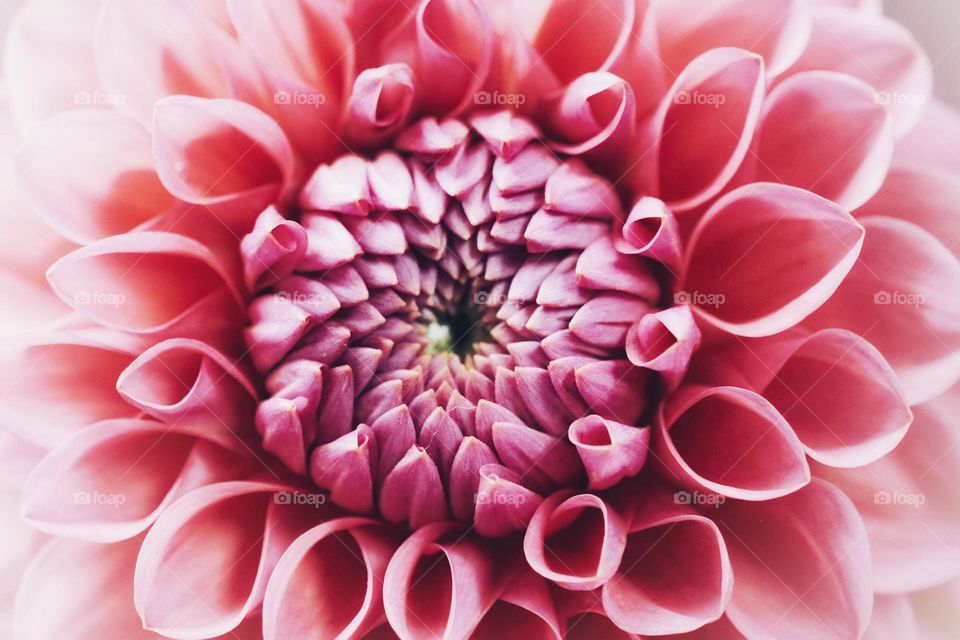 Baby Pink Chrysanthemum 💕