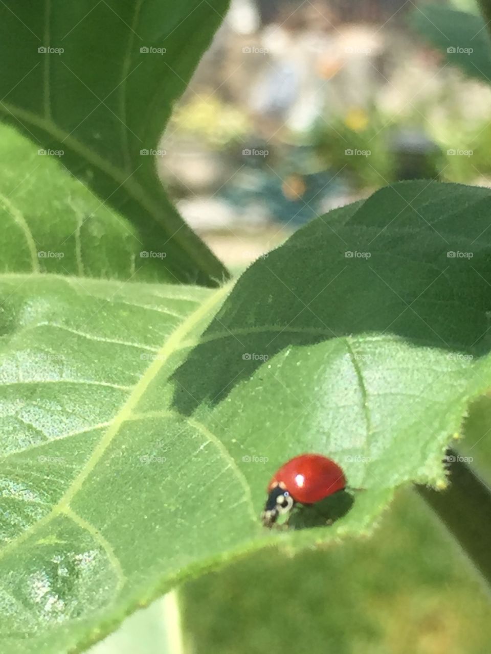 Ladybug on a leaf 