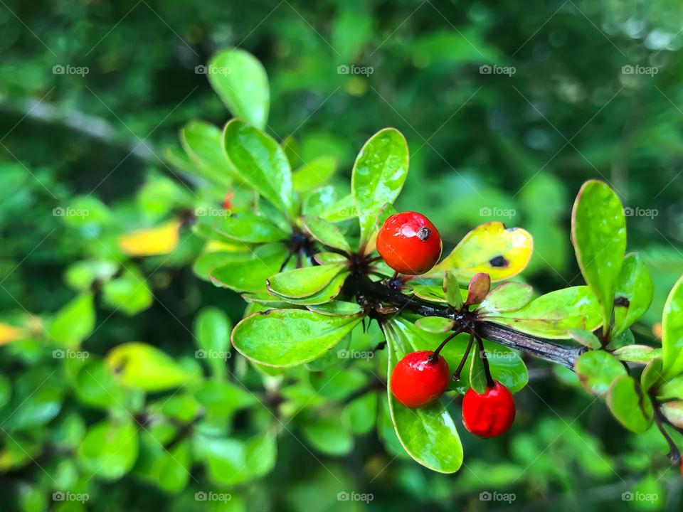 Wild fruits 