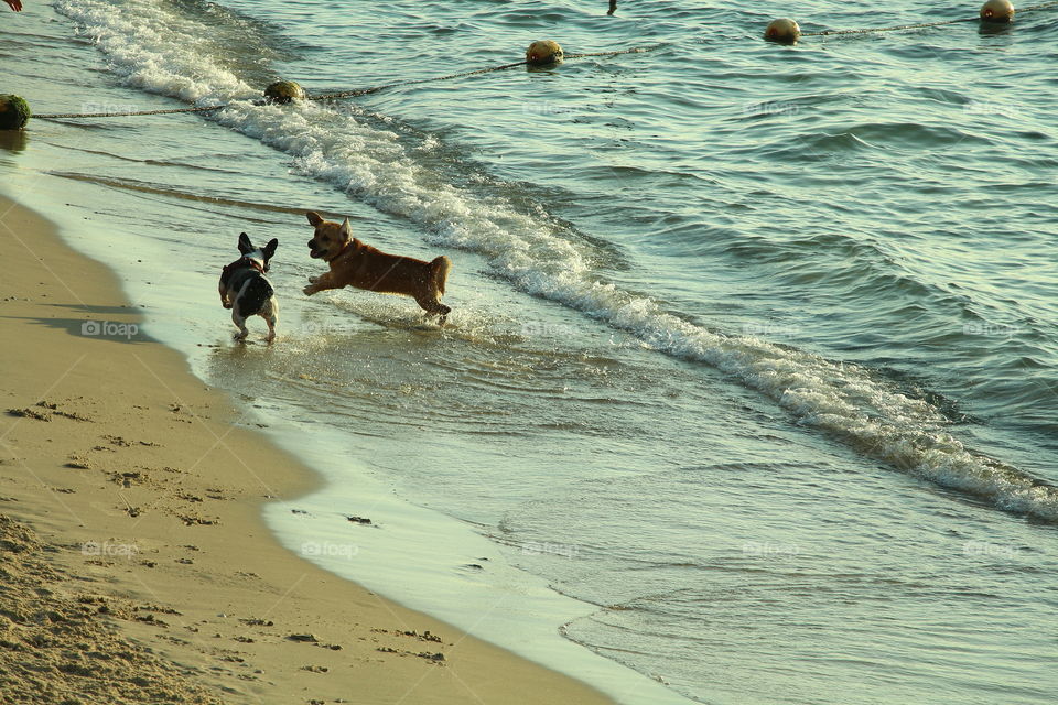 dogs playing in The beach