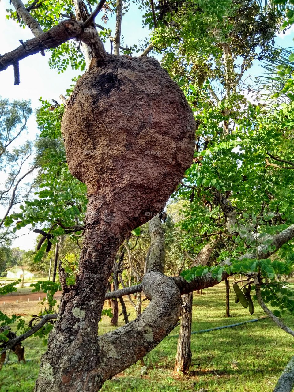 Big hive on a tree