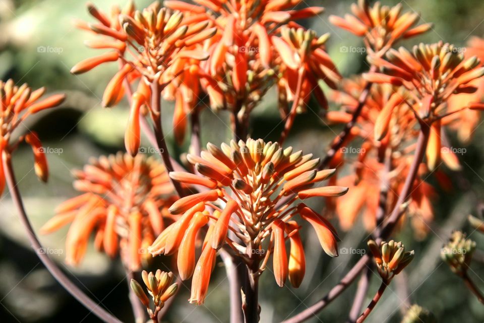 Orange Flowers in Desert Spring