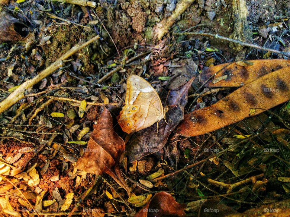 Butterflies and dried leaves