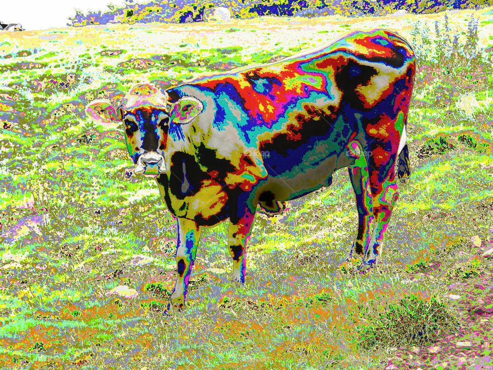 crazy cow multicoloured animal standing on the grass trippy picture of a cow unusual colouring