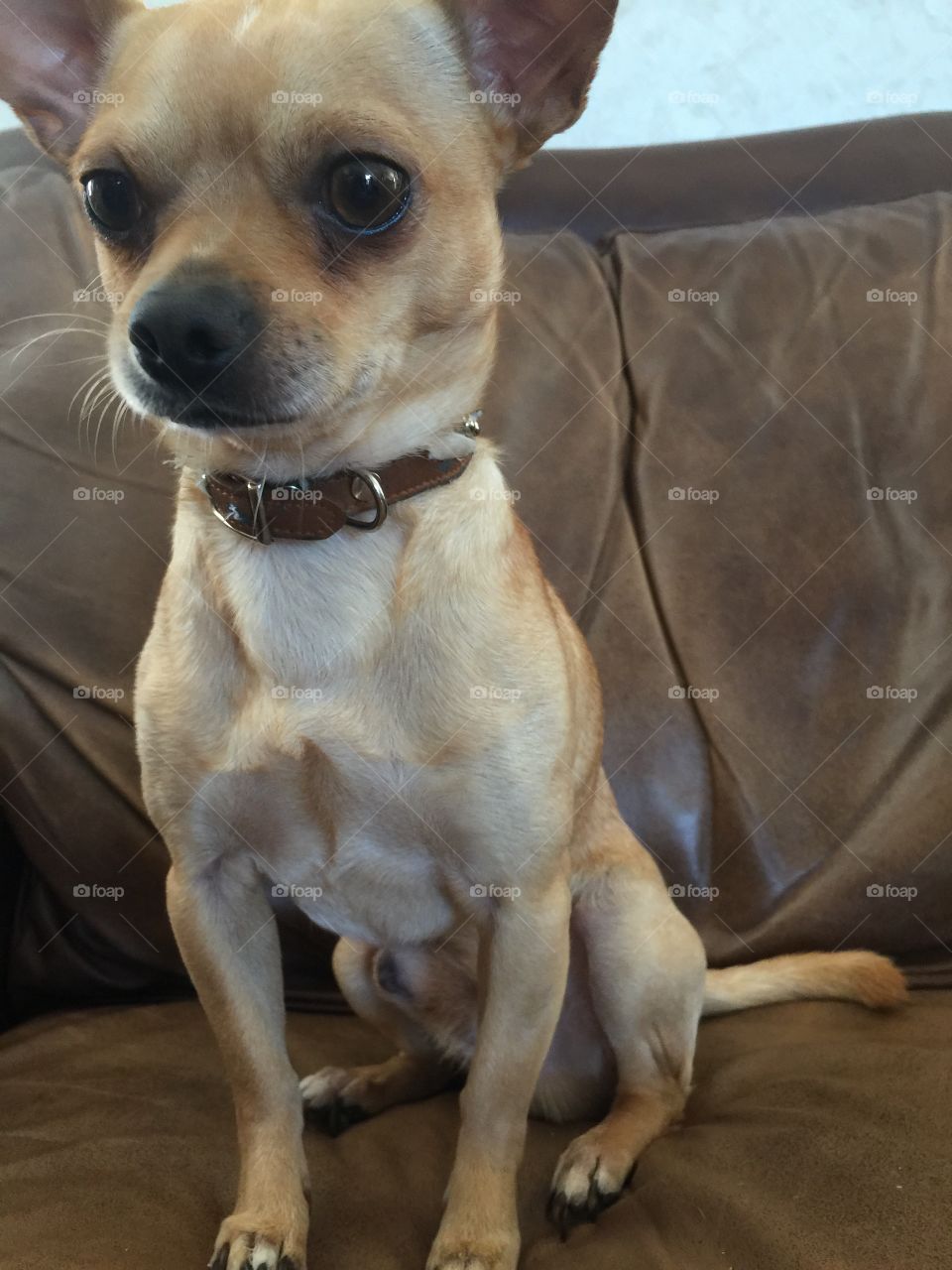 Chihuahua standing tall 