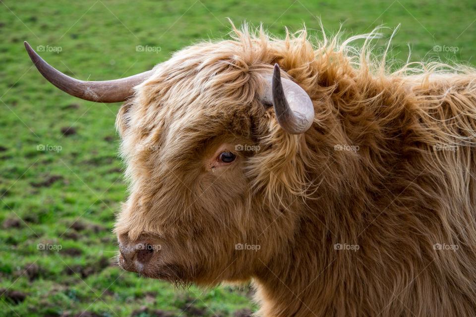 profile of highland cow head