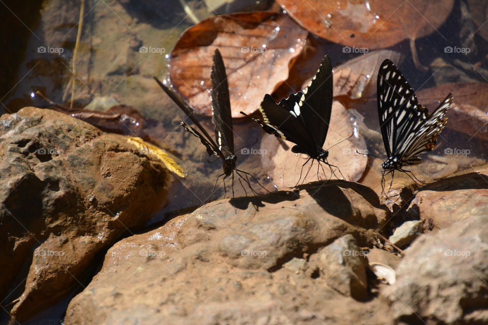Butterflies near the pond