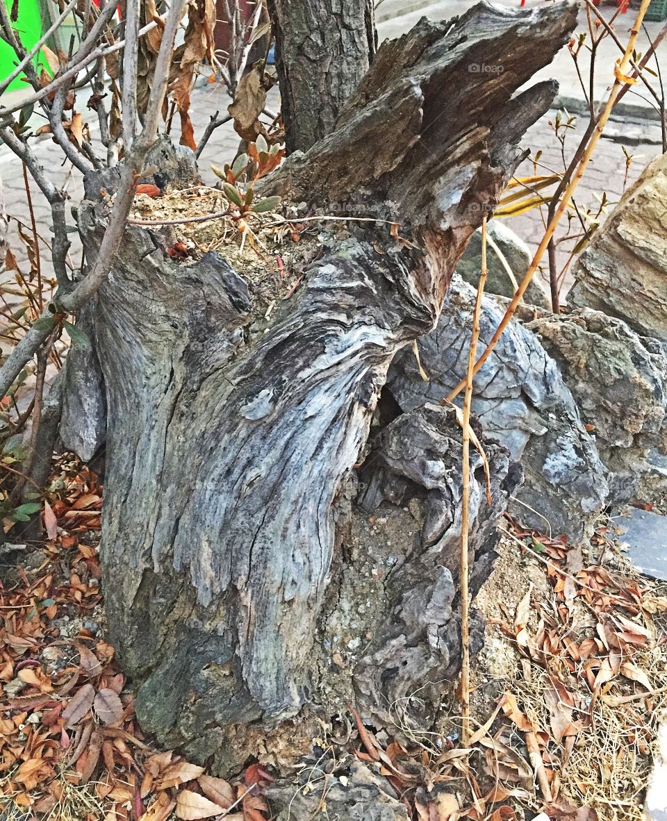 Tree root