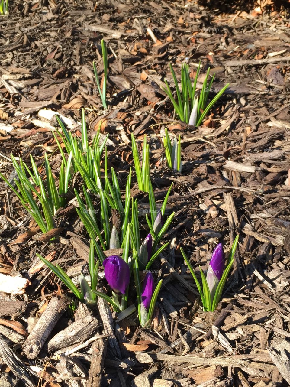 Crocus shoots are always the first sign of spring 🌱